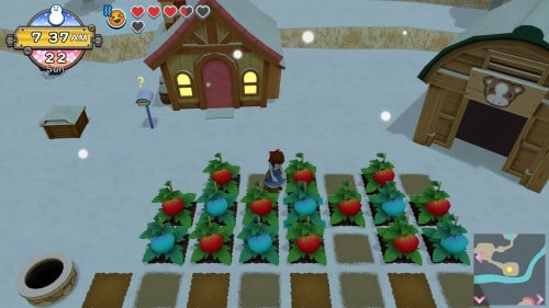Harvest Moon: One World Icy Tomato
